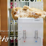 猫愛が溢れるウォーターサーバー「にゃんモデル」を 2月22日に222台の数量限定で発売