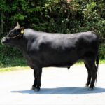 和牛の希少種保存プロジェクト 「和牛の希少種を守り、濃厚な赤身肉を全国に広めたい」