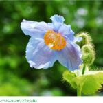 【六甲高山植物園】秘境に咲く神秘の花 「ヒマラヤの青いケシ」が見頃を迎えました！