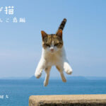 郵政博物館で開催中の「飛び猫写真展」が 2月24日(金)時点で来場者数10,000人を突破！