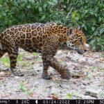 ファーウェイとプロジェクトパートナー、メキシコのジラム州保護区で、初めてジャガーが確認されたことを発表