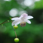 六甲高山植物園 林床に咲く涼しげな花 森の妖精 レンゲショウマが見頃です！