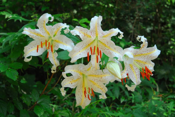 六甲高山植物園