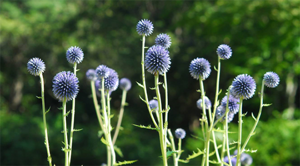 六甲高山植物園